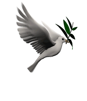 a white dove